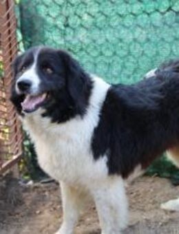 Hier kommt Lollo ! - München