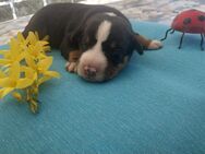 Appenzeller Sennenhunde, Welpen, Tri-Color Schwarz und Havanna Braun, 1 Hündin ab Ende Mai 2025 abzugeben - Pasewalk