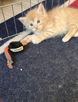 Maine Coon Mix Kitten - Rinteln