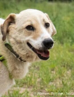 Raki ist ein liebevoller Hund - Egelsbach