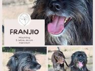 Franjio: Sonnenschein auf vier Pfoten! - Brühl (Nordrhein-Westfalen)