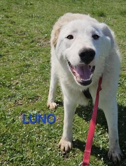 Luno sucht Körbchen - Bissingen