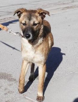 Kisi ist eine zarte, liebe Seele! - Karben