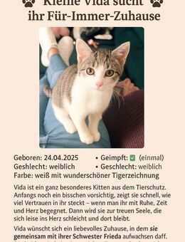 5 Katzenbabys 12 Wochen Jung - Coesfeld