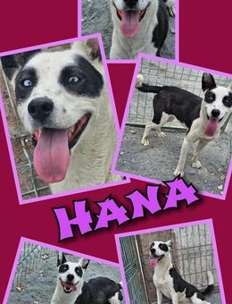 Hündin Hana möchte eeeendlich ausreisen - Nürnberg