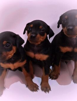 Reinrassige Zwergpinscher Welpen - Gelenau (Erzgebirge)
