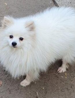 Snowy # - Wolfhagen