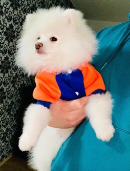 Pomeranian zwergspitz - Monheim (Rhein)