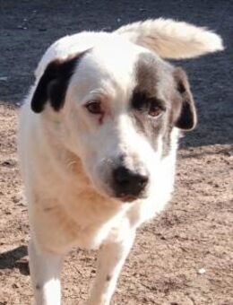 ABBY - menschenbezogene sanfte Hündin - Aerzen