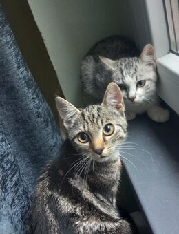 Kitten junge Mädchen - Offenbach (Main)