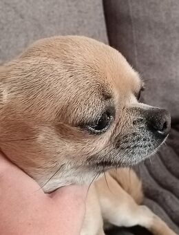 Ein süßer 1 Jahr und 9 Monate altes chihuahua sucht ein neues Zuhause - Schönewalde Zentrum