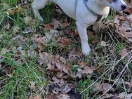 BONNY Jack Russell Terrier - Neumünster