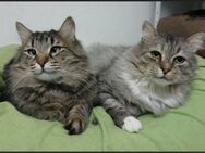 🆘Noel & Casimir  Vater & Sohn 🆘 - Eislingen (Fils)