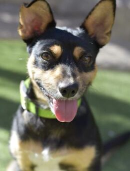 CUCHI - bezauberndes Kerlchen 💝 - Neudenau