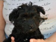 Cora sucht eigenes Zuhause - Neuss