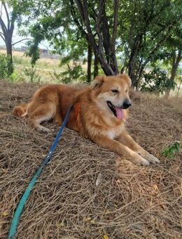 Luigi; gemütlicher Senior - Geilenkirchen
