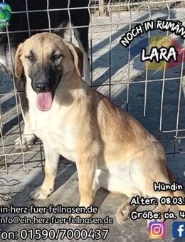 LARA-bereit für ein freies Leben mit Dir - Waakirchen