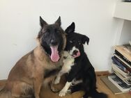 MALINOS+ BORDERCOLLIE WELPEN -SUPERLATIVE KREUZUNG noch ein Rüde+eine Hündin - Brühl (Nordrhein-Westfalen)