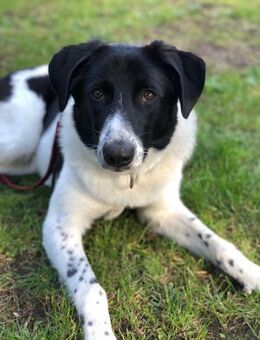 Ella, 9 Monate, 60 cm, 28 kg - Köln