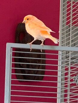 Kanarienvogelpärchen orangerot und gelb - Schönkirchen