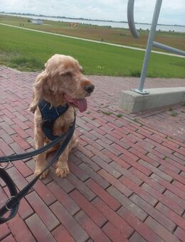 Cocker Spaniel sucht ein neues Zuhause - Wilhelmshaven