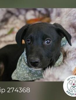 Chip 274368: Hundekind sucht ein Zuhause - Kirchzell