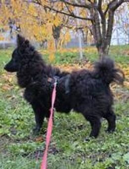 Pupy entzückender Junghund - Hüllhorst