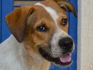 Großer, toller Hundejunge Spartis - Mettmann
