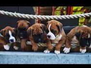Boxer Welpe gesucht - Pritzwalk