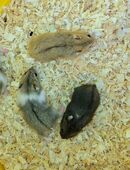 Campbell-Zwerghamster in 49143