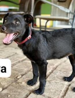 Nova sucht ein Zuhause - Linden (Hessen)