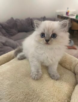 British Langhaar Kitten - Cuxhaven