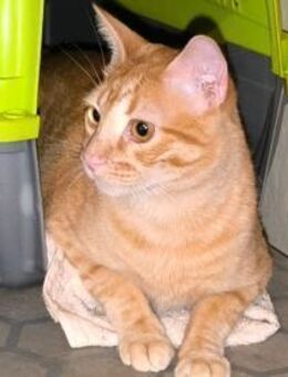 Hübscher Michi sucht DICH! - Walluf