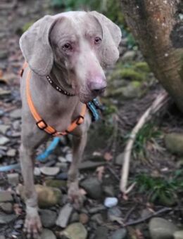 HANNAH - liebe Weimaraner Hündin...... - Kempen