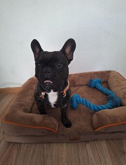 Französische Bulldoggen - Moormerland
