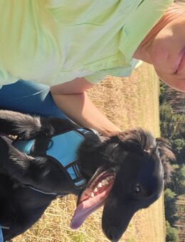 Labrador Mix Pumba sucht noch ein wundervolles neues Zuhause! - Möckern Grabow