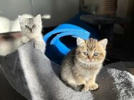 BKH Kitten - Stockelsdorf
