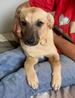 🧡Entdecker-Junghund Filip🐾 - Eislingen (Fils)