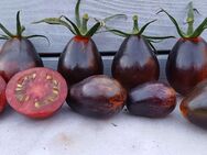 Tomate, Blue Keyes, Tomatensamen - Oldenburg