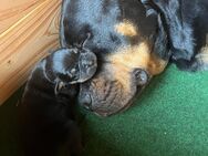 Rottweiler-Mix Welpen - Schönebeck (Elbe) Plötzky