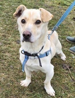 Verschmuster Balu - Berlin