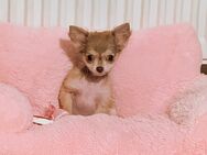 Mini Chihuahua Welpe weiblich - Stralsund