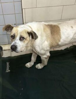 ACE - mal richtig Familienhund sein - Overath
