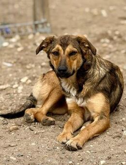 Albina, schüchtern und lieb - Bochum