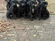 Welpen Weimaraner-Labrador - Bad Salzungen Zentrum