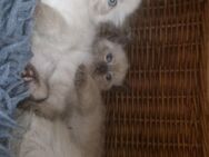 Siam katze - Duisburg