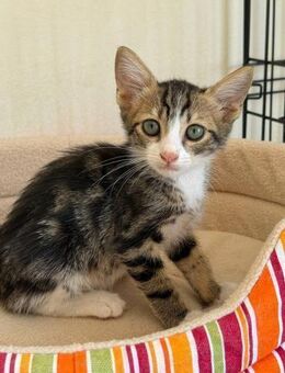 Kerry - süßer als Schokolade - Kirchheim (München)