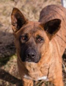 CARDI - ich vereine Ruhe und Temperament - Overath