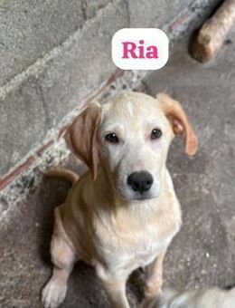 Freundliche Labradormixe suchen ein Zuha - Heinsberg