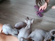 Canadian Sphynx Nacktkatzen Kitten zu verkaufen - Diepholz